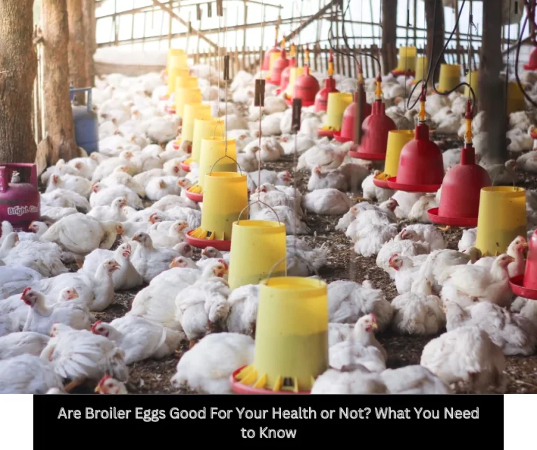 Are Broiler Eggs Good For Your Health or Not?