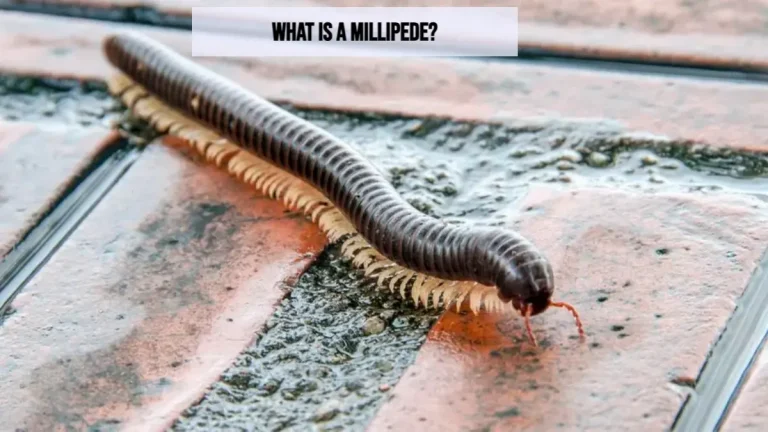 Millipede Bites: Are They Dangerous and Poisonous?