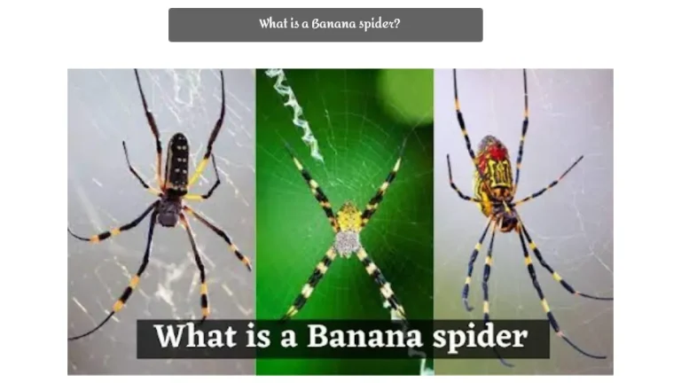 Are Banana Spider Bites Poisonous? Dangerous or Harmless?