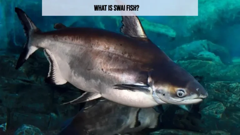 What is Swai Fish? Discover Its Health Benefits and Risks