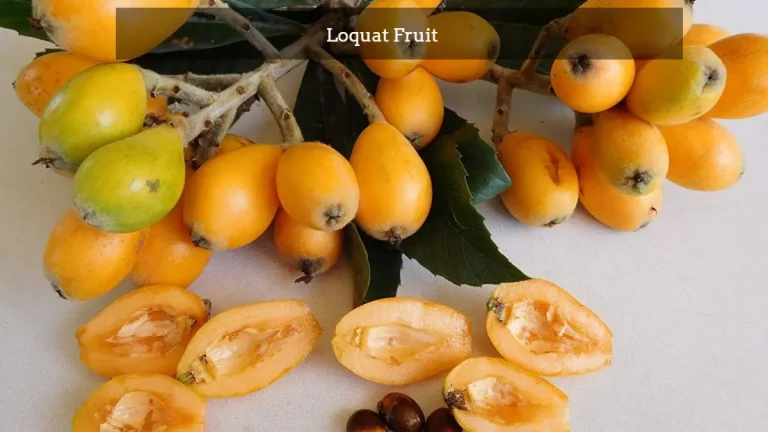 What Is a Loquat Fruit & Tree? How To Eat Them For Benefits